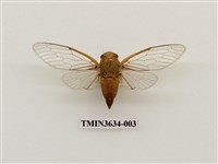 藏品(恆春羽衣蟬)的圖片